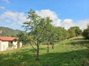 Cabană în mijlocul naturii