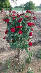 La Corte Delle Rose UB - Ub