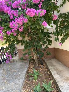 Apartman Bari Petrcane 