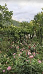 Martvili Guest House OASIS