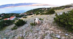 Mila Pet friendly holiday house with private place on the beach 