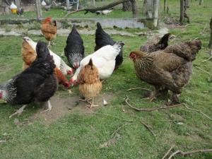 Maisons de vacances Chez hurou : photos des chambres