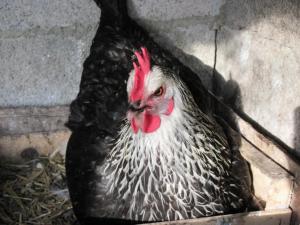 Maisons de vacances Chez hurou : photos des chambres