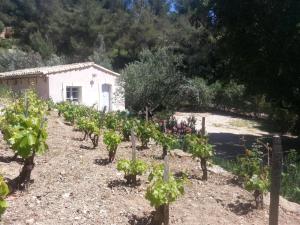 Maisons de vacances Le petit mas : photos des chambres