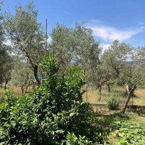 Casa Sisù-Appartamento immerso negli ulivi