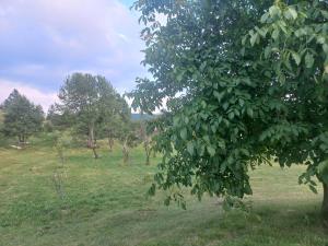Petrovica