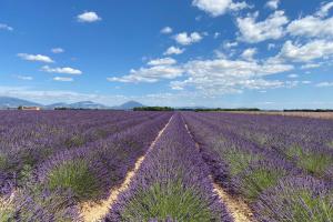 04B3 Beautiful T3 in the heart of lavender - pool