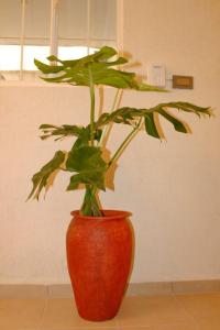 Verde Ámbar Departamento