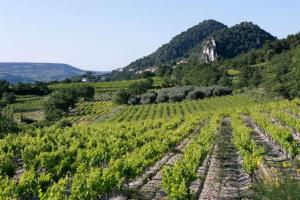 Appartements Pleasant Winemaker apartment : photos des chambres