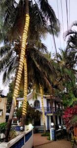 Baga Beach Palms