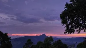 Wildberry Galaha - Pattiyamulla