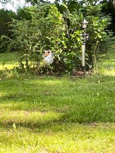 Busil v Pekelském údolí