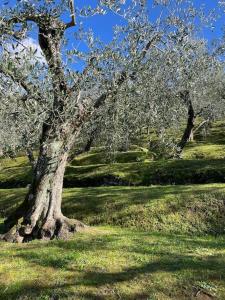 La cicala sulle colline della Versilia, con piscina