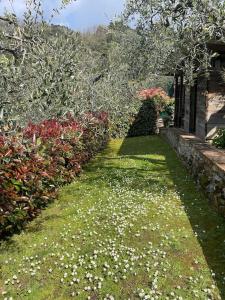La cicala sulle colline della Versilia, con piscina