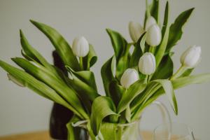 Number 2 Puddies at The Old Dairy Clevedon