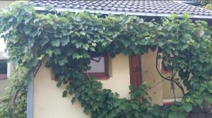 Karininko namas ir sodas miesto centre