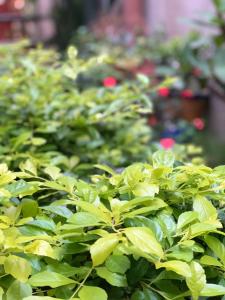 Hostal Familiar Ulua