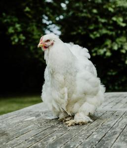 Pippin Cottage at Cann Orchard