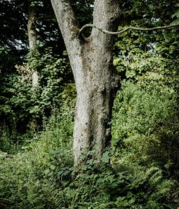 Pippin Cottage at Cann Orchard