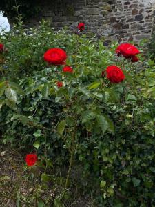 Pippin Cottage at Cann Orchard