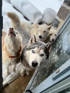 Appartements La Petite Siberie Nature Cadre exceptionnel : photos des chambres