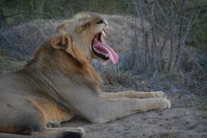 AM Lodge - Hoedspruit