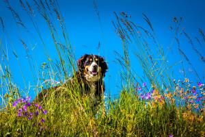 Gschwandtgut Urlaub am Bauernhof