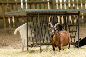 Heide Ferien - Hof Bockelmann