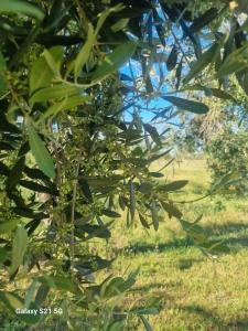 Agriturismo Le Paesane