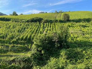 Appartements Gite Maison des Vignerons : photos des chambres