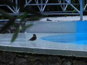 Villas Gite du Ranc de Figere : photos des chambres