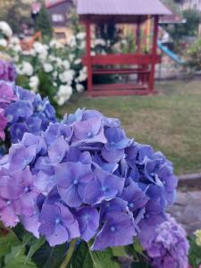 Dor de Munte Transfăgarasan