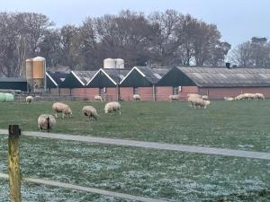 Tranquil forest chalet by a pond in Veluwe, sleeps 4