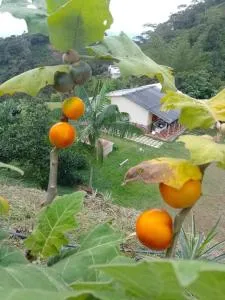 Finca La Palma - San Luis