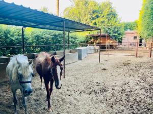 Luxury Villa - King Mariout