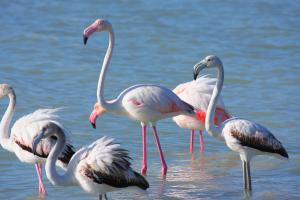 Villa Isabella img93