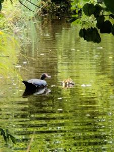 Maisons de vacances Gite de l etang du Planchon : photos des chambres