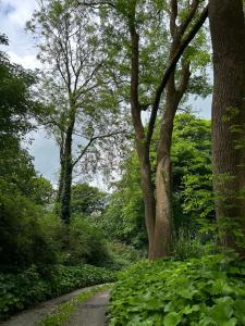 Sonas Mount Trenchard