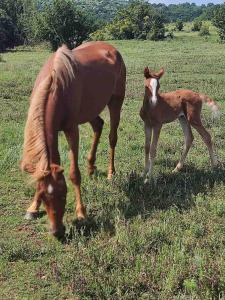 Конна база Югла