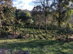 Cabaña tipo glamping en finca cafetera con zonas verdes, avistamiento de aves, paisaje cafetero