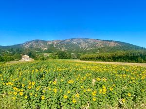 Maisons de vacances Maison individuelle plein centre avec jardin ,au pied du Mont Ventoux : photos des chambres