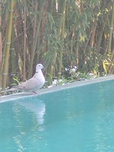 Villa pres d' Aix en provence et Marseille - Ubytování bez kategorie ve městě Cabries