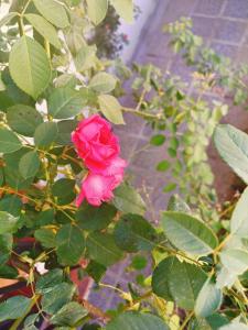 Il Roseto di Anna Home