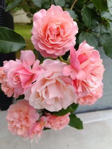 B&B / Chambres d'hotes un oasis de quietude belle chambre 22m2 : photos des chambres