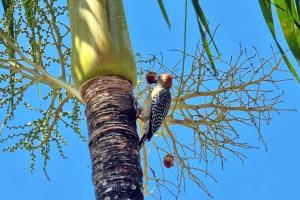 A beachfront property very near to Panama city