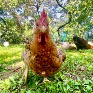 Anima Gea Experience