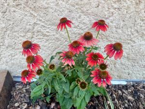 Appartements Les Rives des Montagnes : photos des chambres