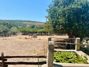 Agriturismo Silis img17