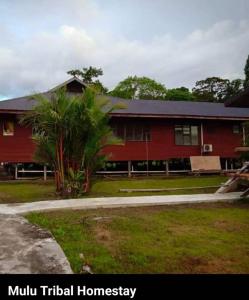 Mulu Tribal Homestay