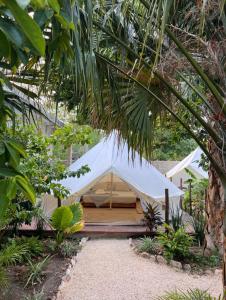 Shamalay - Nomad Experience